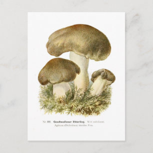 Postal Agaricus tumidus