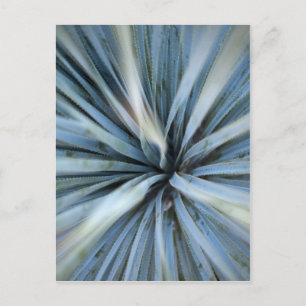 Postal Agave