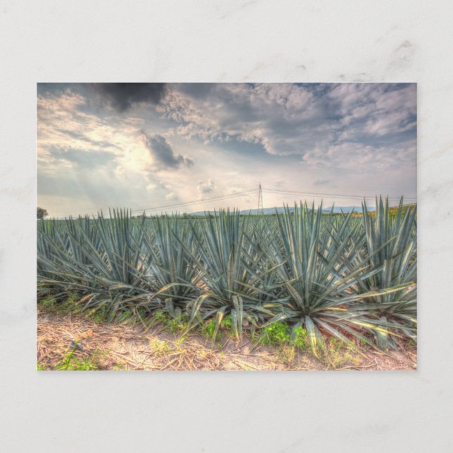 Postal Agave azul (Anverso)