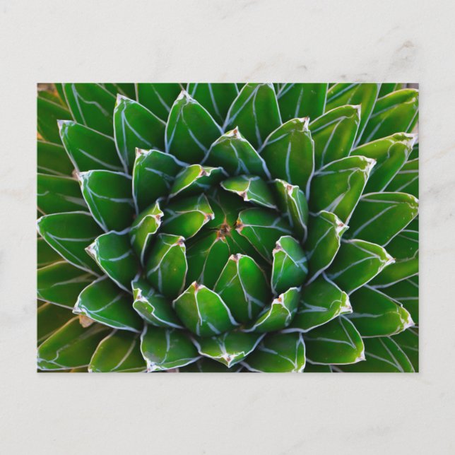 Postal Agave Cactus Postcard (Anverso)