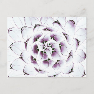 Postal Agave Cactus Postcard