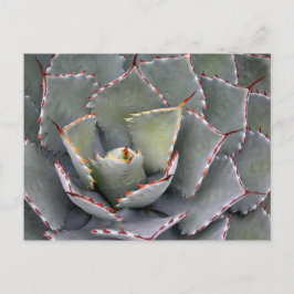 Postal Agave de dientes rojos