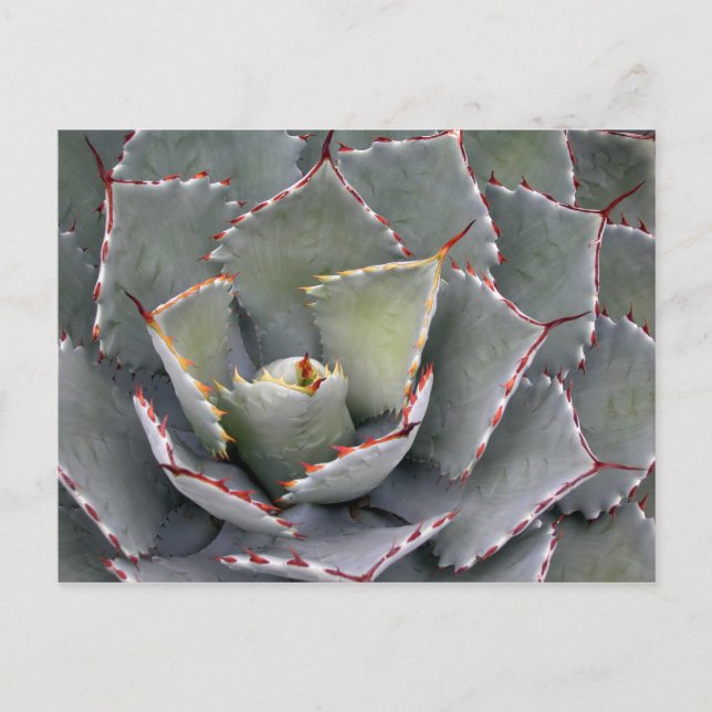Postal Agave de dientes rojos (Anverso)