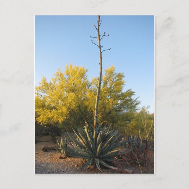 Postal Agave in Bloom (Anverso)