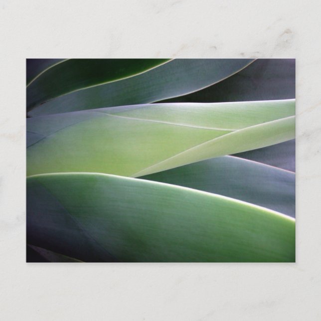 Postal Agave Leaves (Anverso)