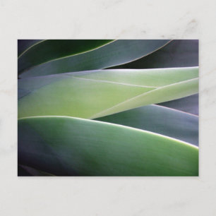 Postal Agave Leaves