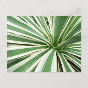 Postal Agave Plant Green y White Strike