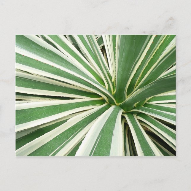 Postal Agave Plant Green y White Strike (Anverso)