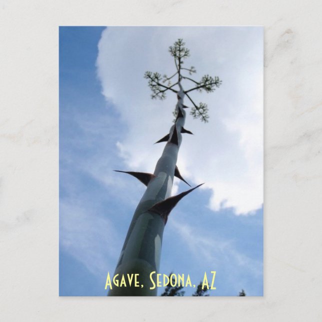 Postal Agave, Sedona, AZ (Anverso)