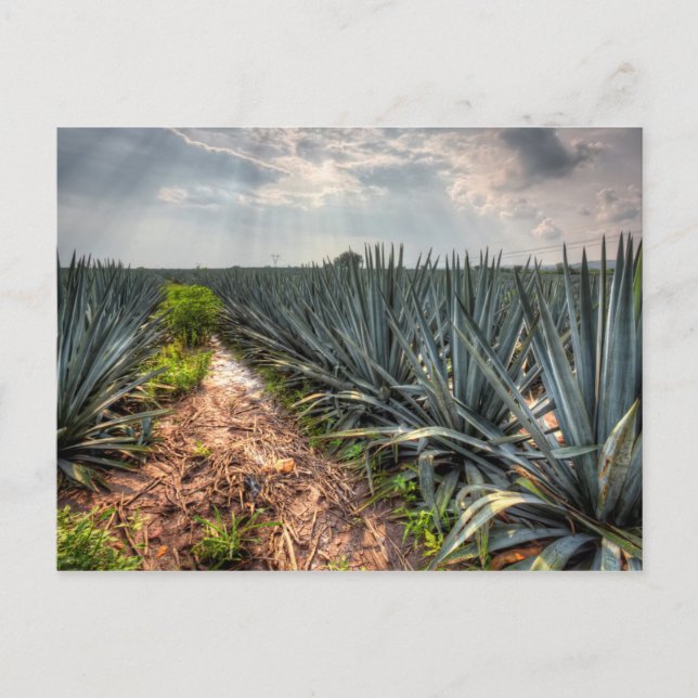 Postal Agave Tequilana (Anverso)