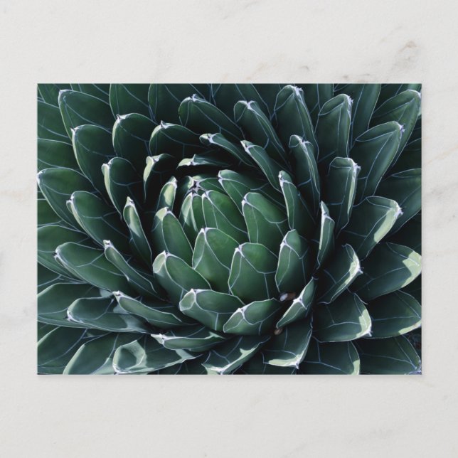 Postal Agave verde (Anverso)