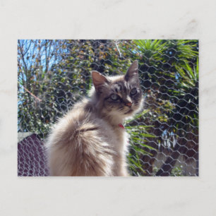 Postal Aggie