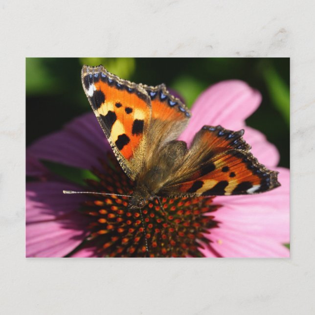 Postal Aglais urticae (Anverso)