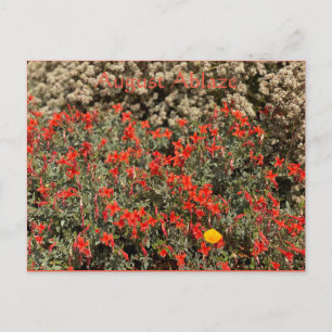 Postal Agosto Ablaze Postcard