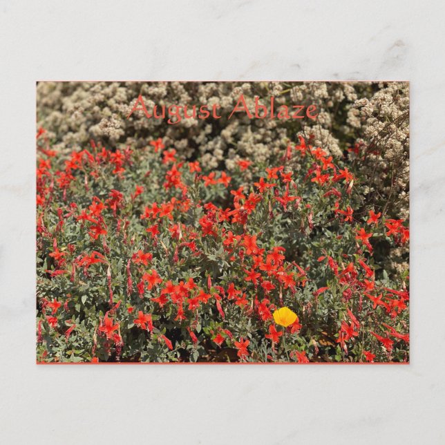 Postal Agosto Ablaze Postcard (Anverso)