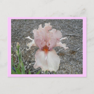 Postal Agradable Iris Rosa