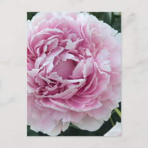 Postal Agradable Perky Peony Fotografía