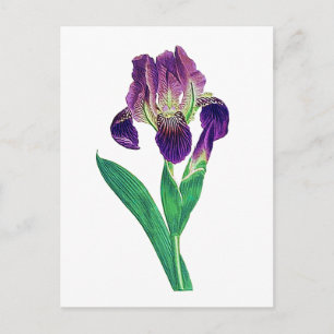 Postal Agradable Purple Dutch Iris