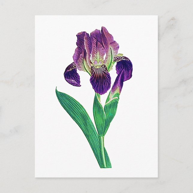Postal Agradable Purple Dutch Iris (Anverso)