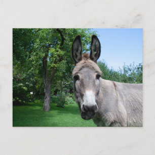 Postal Agradable retrato de burro