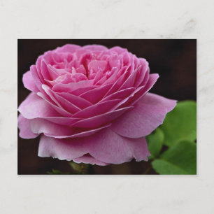 Postal Agradable Rosa de té híbrido "Heirloom"