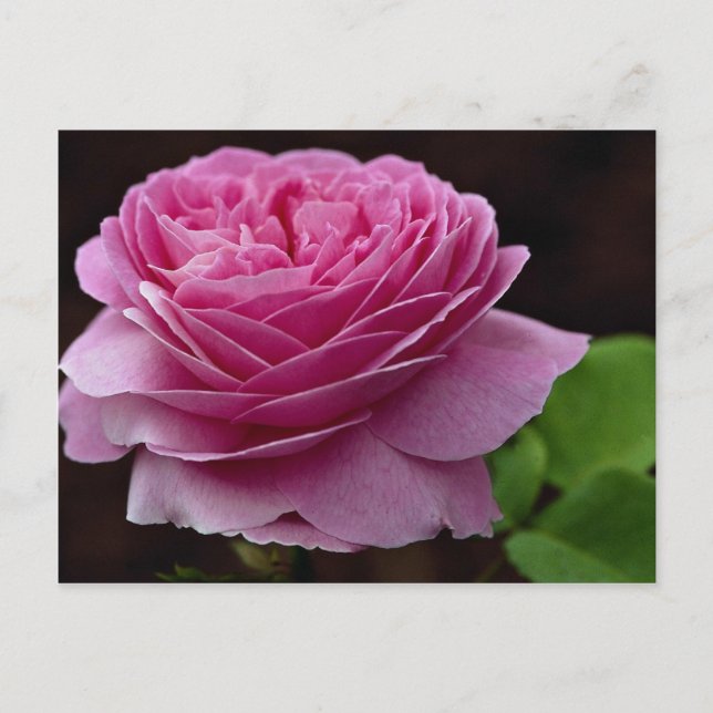 Postal Agradable Rosa de té híbrido "Heirloom" (Anverso)