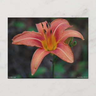 Postal Agradable Tawny Daylily Appary regalos