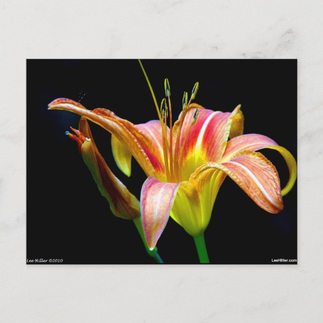 Postal Agradable Tawny Daylily II Aparatos y Regalos (Anverso)