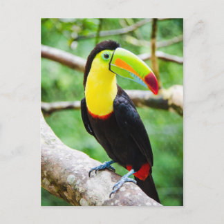 Postal Agradable Toucan