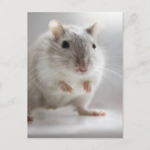 POSTAL AGRADECIDO DE CONOCERTE