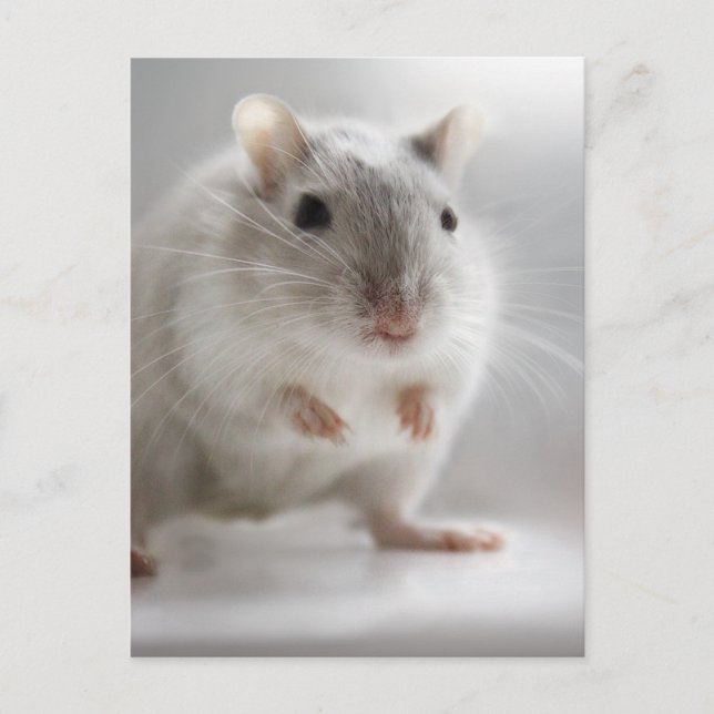 POSTAL AGRADECIDO DE CONOCERTE (Anverso)