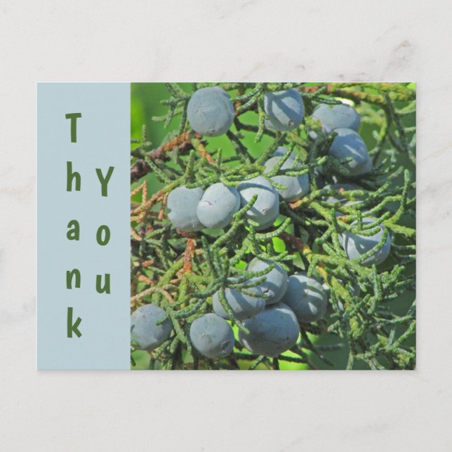 Postal Agradecimiento de la aplicación de foto de bayas d (Anverso)