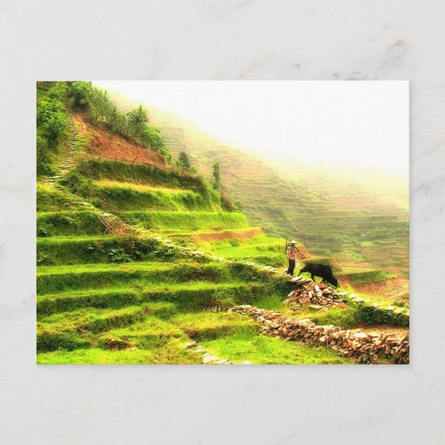 Postal Agricultor chino (Anverso)