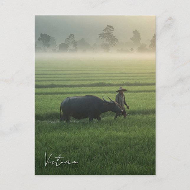Postal Agricultor con viaje de búfalo a Vietnam (Anverso)
