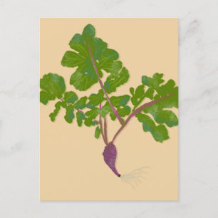 Postal Agricultor Rábano Nabos Plantas Jardinería
