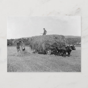 Postal Agricultores cortando heno, 1906