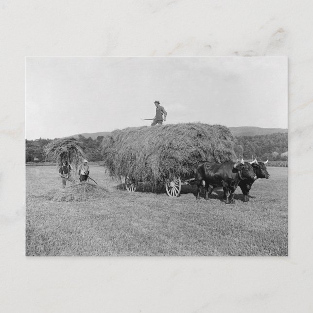 Postal Agricultores cortando heno, 1906 (Anverso)