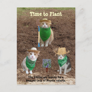 Postal Agricultores De Gatos Plantando Cacaña.