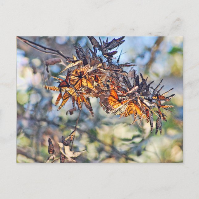 Postal Agrupación de mariposas monarcas (Anverso)