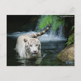 Postal Agua blanca del tigre