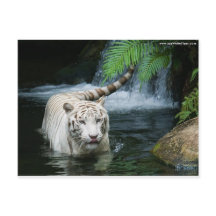 Agua blanca del tigre