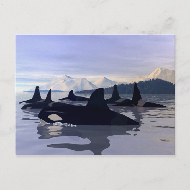 Postal Agua brillante Orca (Anverso)
