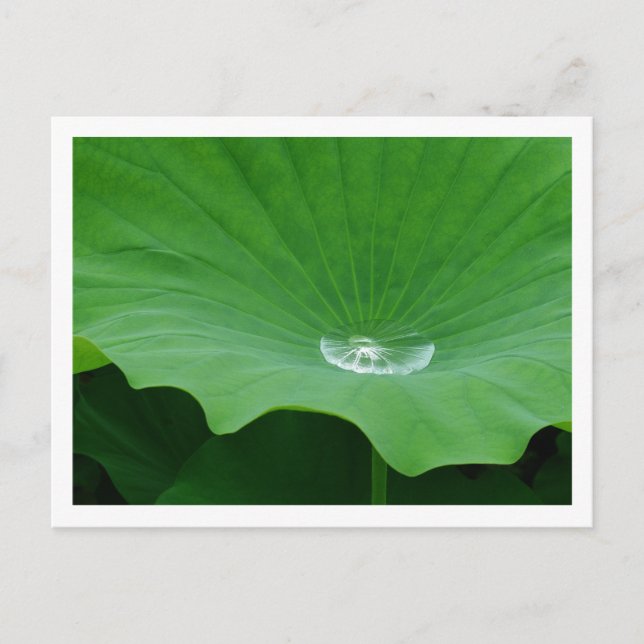 Postal Agua de lluvia en una hoja de Lotus: Japón (Anverso)