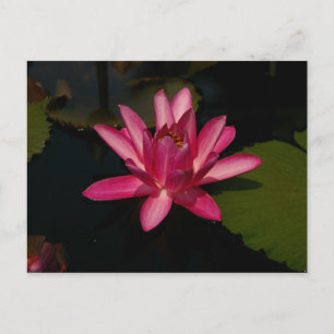 Postal Agua de Magenta Lotus