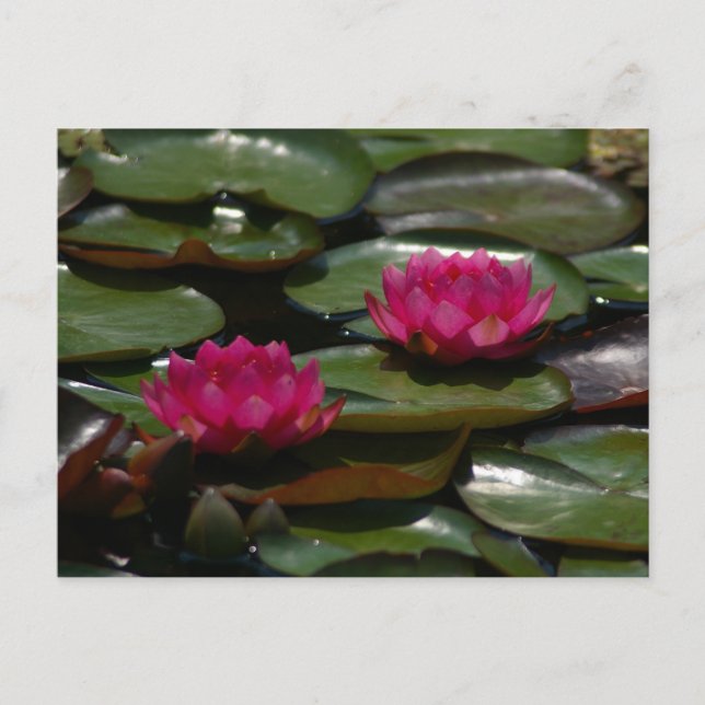 Postal Agua de Magenta Lotus (Anverso)