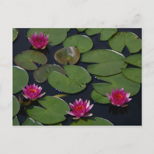 Postal Agua de Magenta Lotus (Anverso)