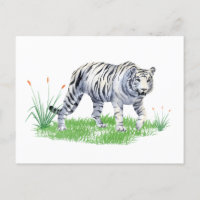Agua Hermosa Tigre Blanco