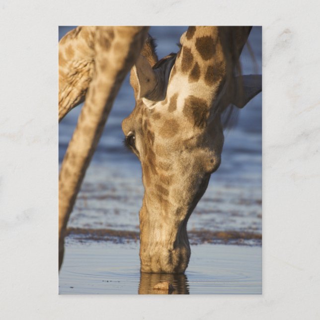 Postal Agua potable de Giraffa Camelopardalis (Anverso)