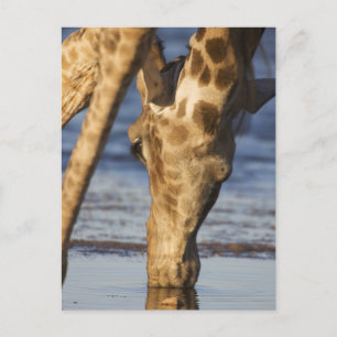 Postal Agua potable de Giraffa Camelopardalis