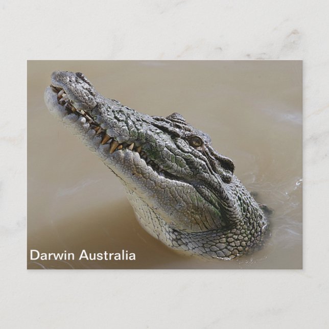 Postal Agua salada Cocodrilo Darwin Australia (Anverso)